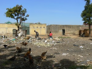 Gallos y gallinas por la calle.