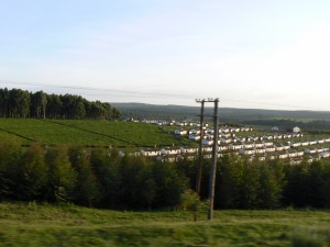 Campos de té en Kenia.